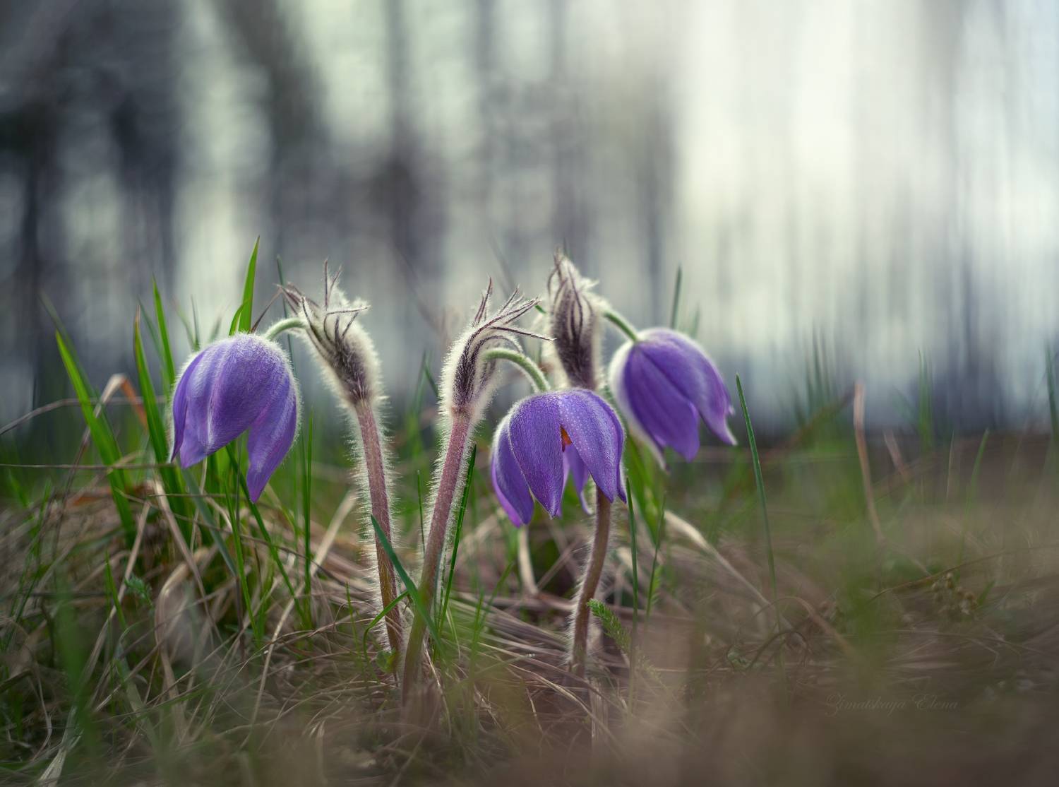 , Елена Зимацкая