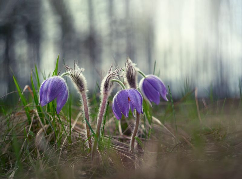 *** фото превью