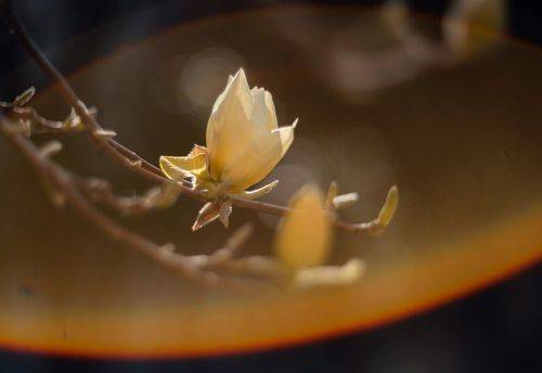 Керченская магнолия в музейном дворе.