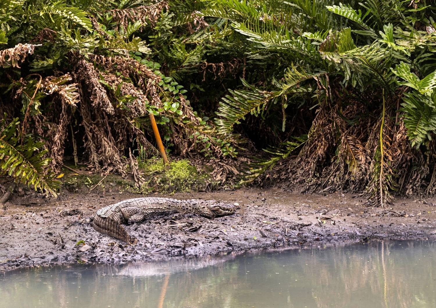 Crocodile, Brazil, jungle , Михаил Конарев