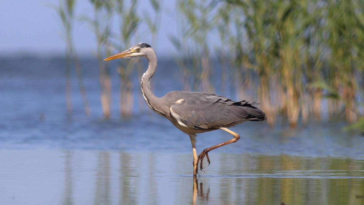 серая цапля, цапля, ardea cinerea, grey heron, куршская коса, куршский залив, Бондаренко Георгий