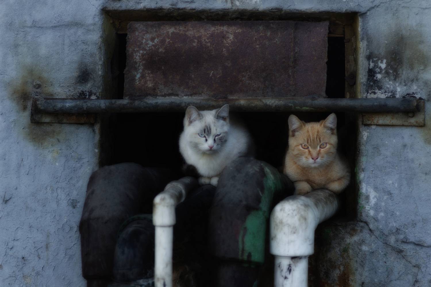 дворовые котята, Александр Канцур