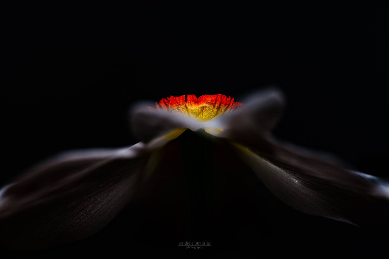 цветы, нарцисс, макро, черный фон, абстрактные цветы, flowers, daffodil, narcissus, macro, blackbackground, abstractflower, Yendrek Stanislav