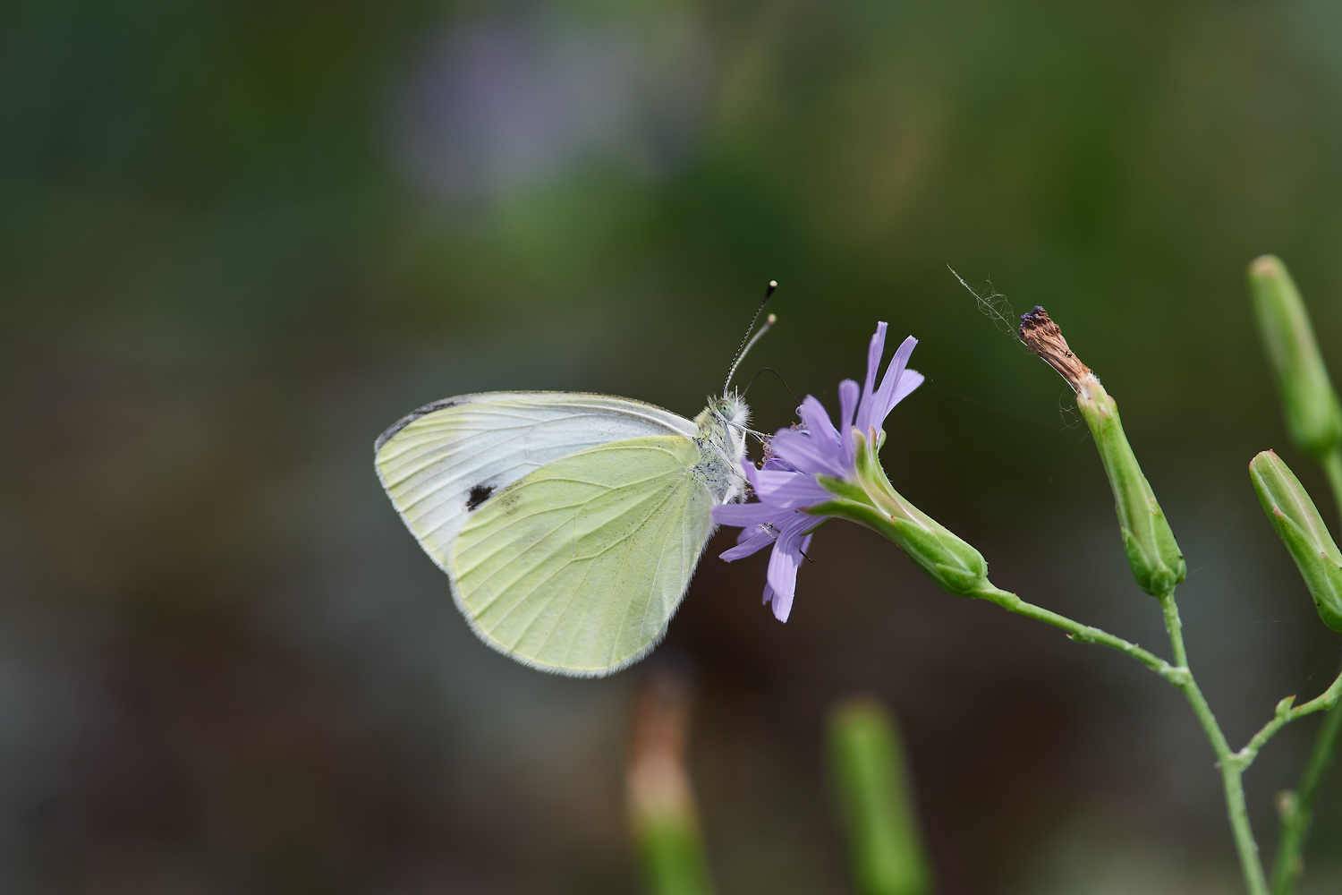 , Павел Сторчилов