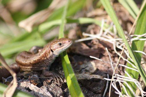 Весенний дракончик