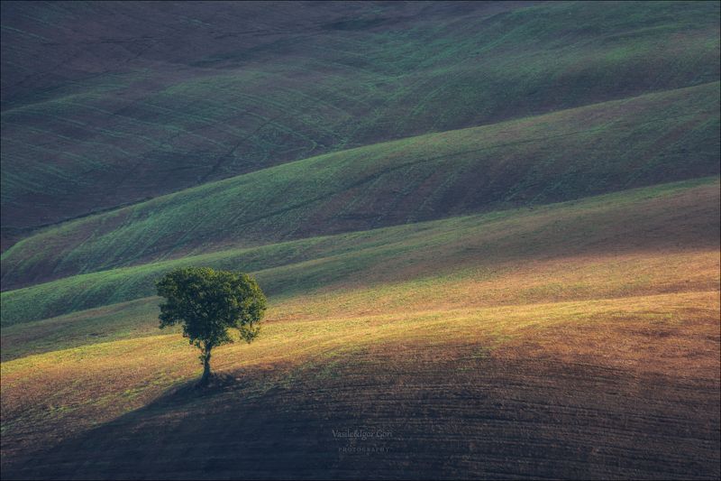 italy,san quirico d\\\'orcia,italia,одинокое дерево,италия,тоскана,pienza,toscana,осень,tuscany,belvedere,тени,nature,agriculture,rural Свет и одинокое дерево... фото превью