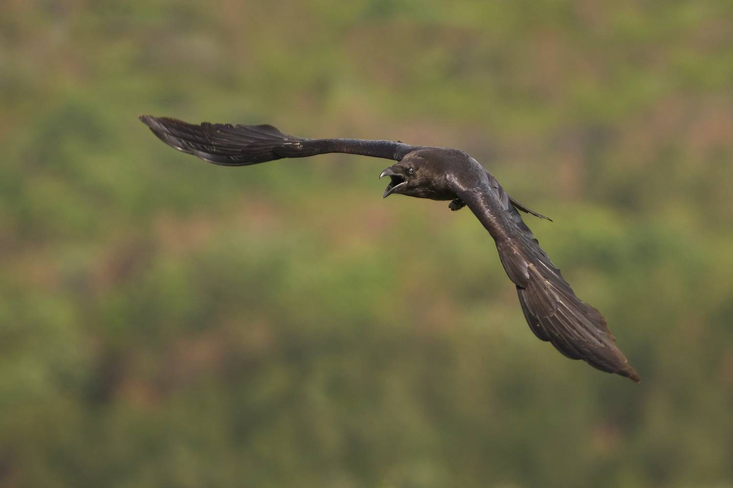 , Евгени Стефанов