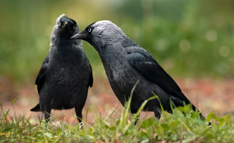nature, birds, birdwatching Jackdaws фото превью