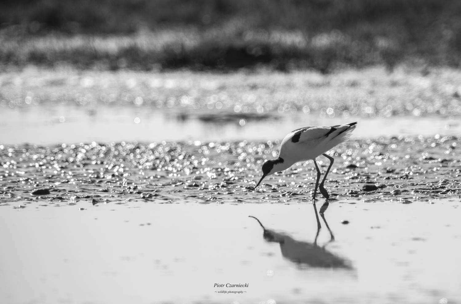 birds, avocet, animals, nature, swamps, lake, nature photography, nice photo, B&W, black and white, nature reserve, ecology, nature protection, PIOTR CZARNIECKI