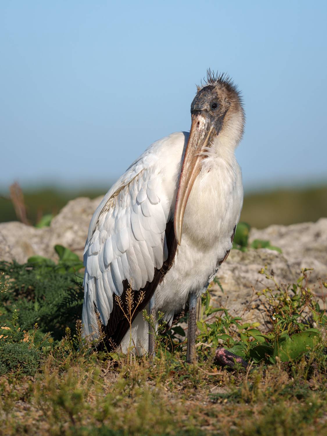 птица, фотоохота, аист, природа, фауна, Kulikov Vladimir