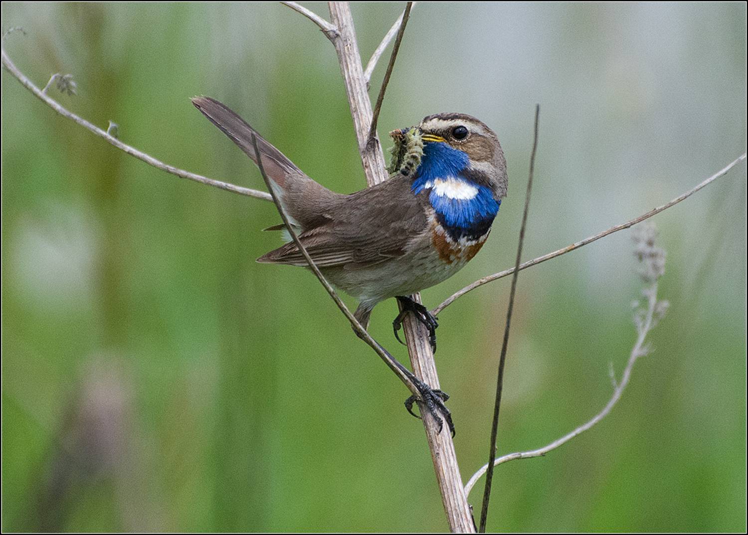 москва, парк, птица, АНАТОЛИЙ ДОВЫДЕНКО