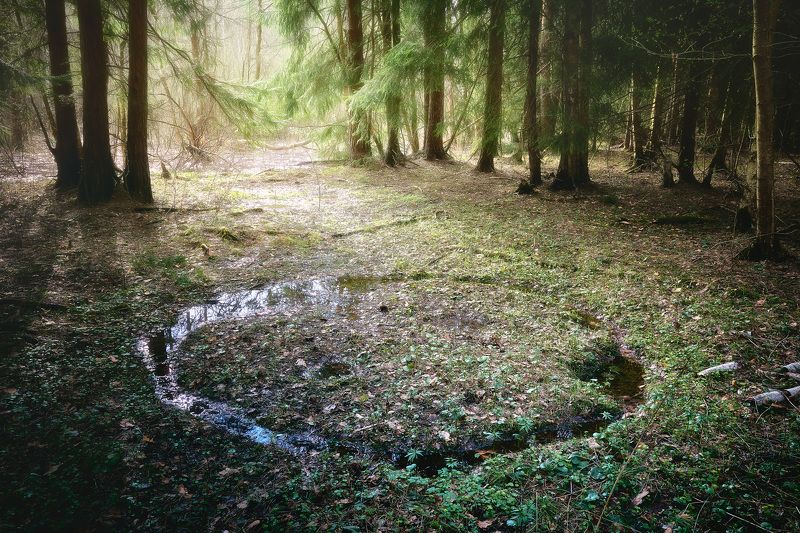 лес, весна В весеннем лесу фото превью