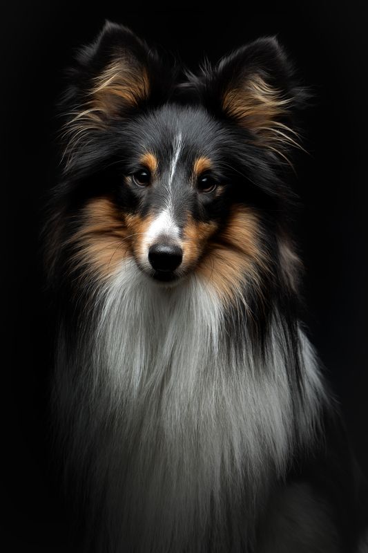 Шелти фото превью