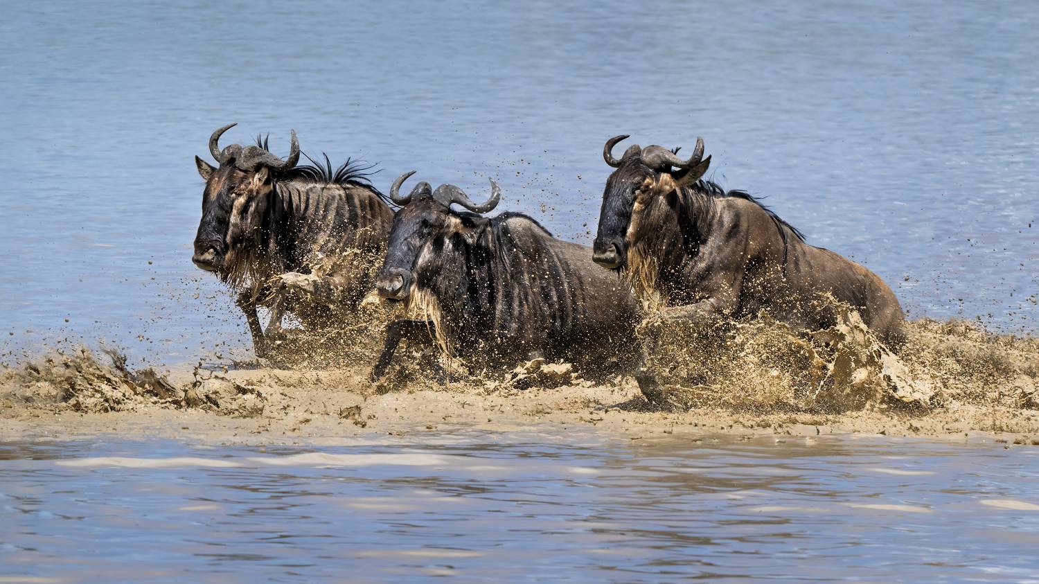 , Николай Мозгунов