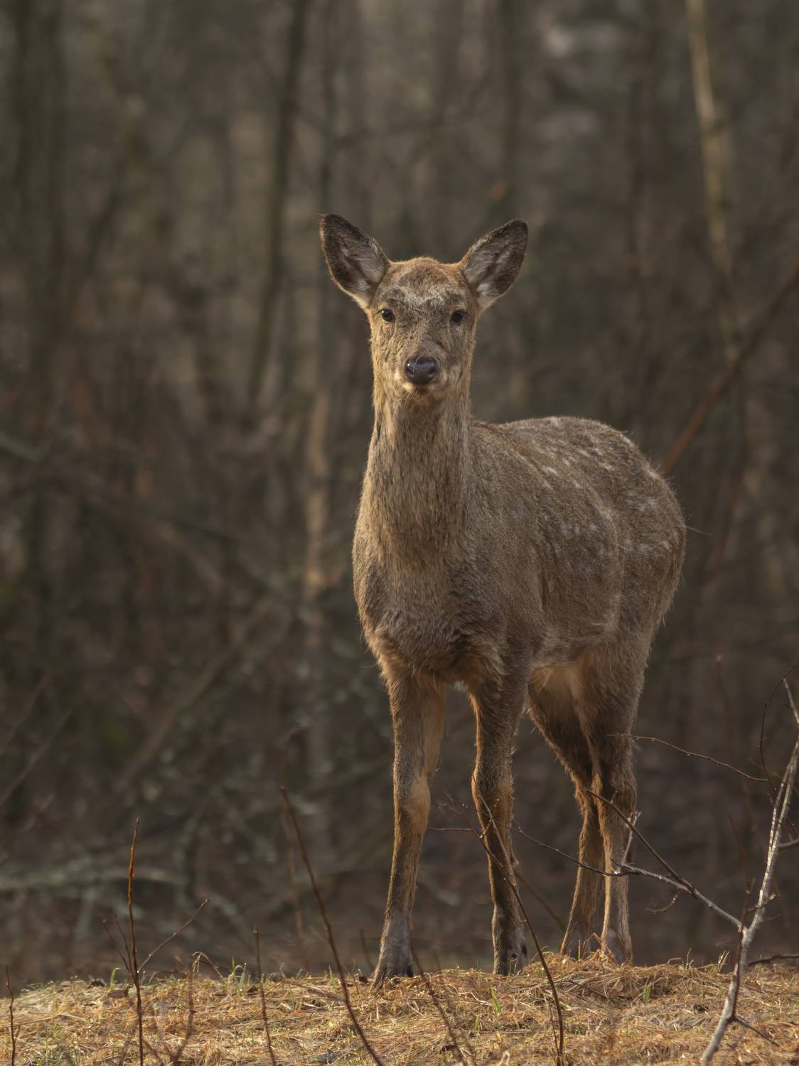 , Денис Пронин