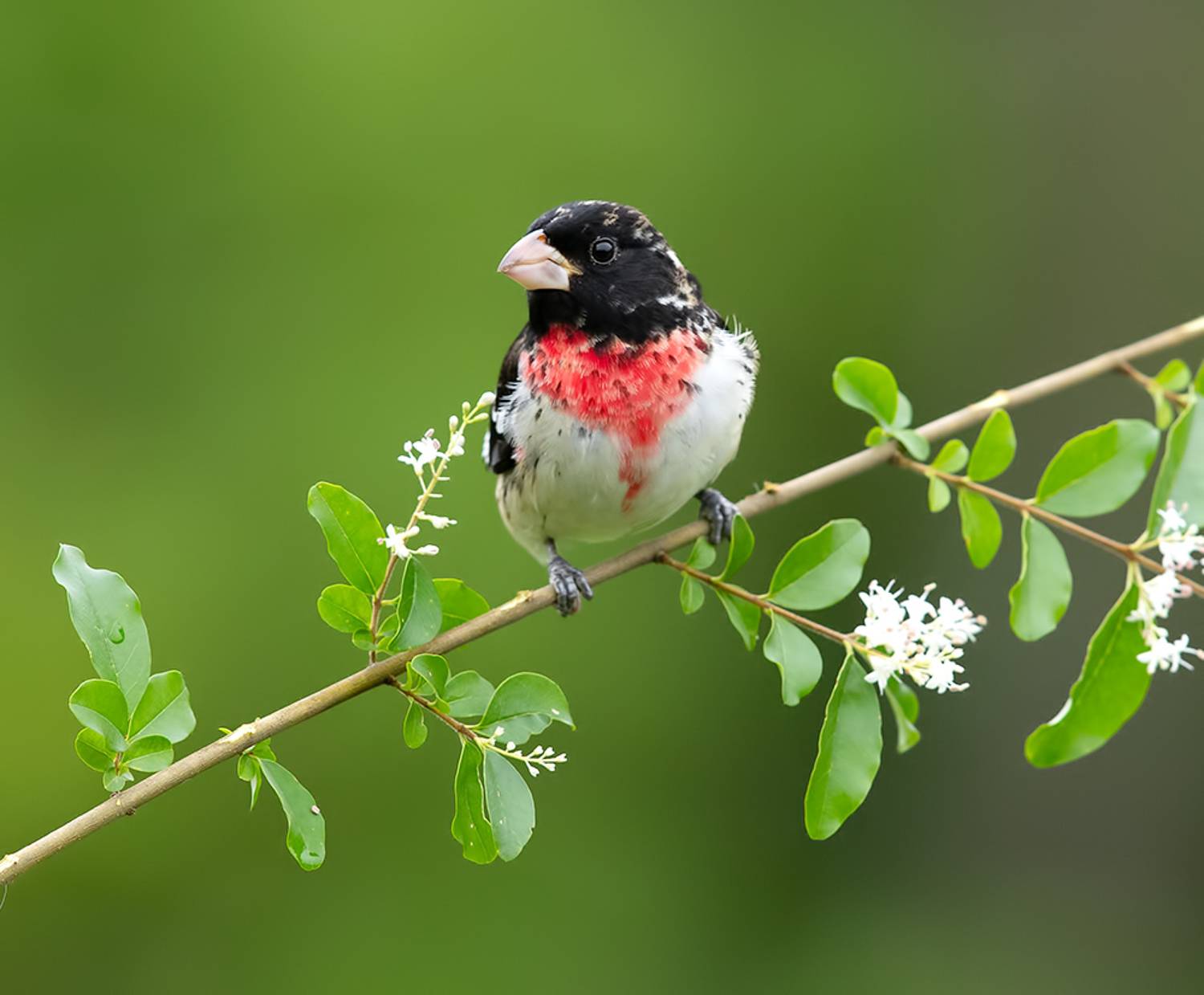 rose-breasted grosbeak, красногрудый дубоносовый кардинал, кардинал, весна, Etkind Elizabeth