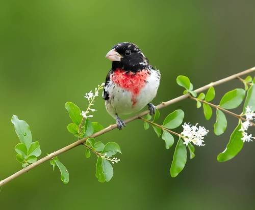 Rose-breasted Grosbeak, male - Красногрудый дубоносовый кардинал