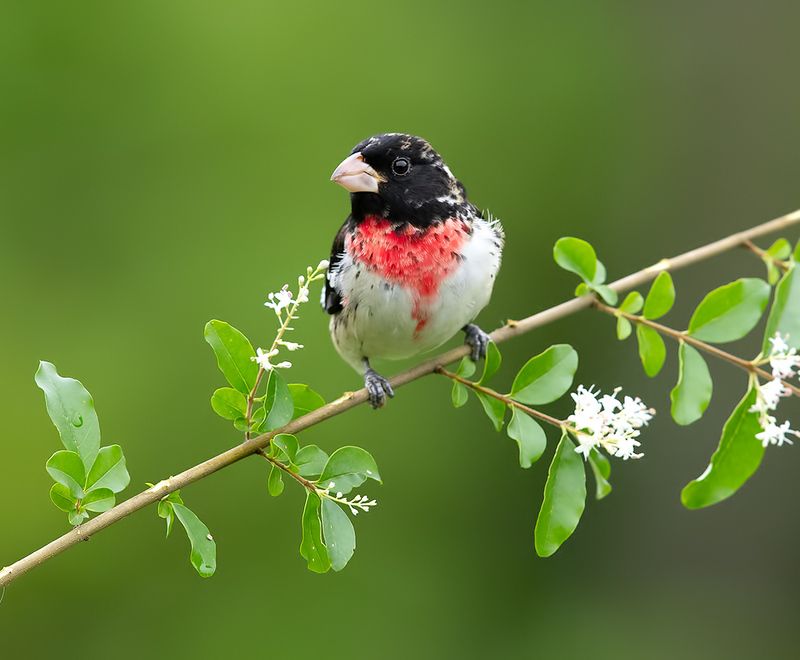 rose-breasted grosbeak, красногрудый дубоносовый кардинал, кардинал, весна Rose-breasted Grosbeak, male - Красногрудый дубоносовый кардинал фото превью