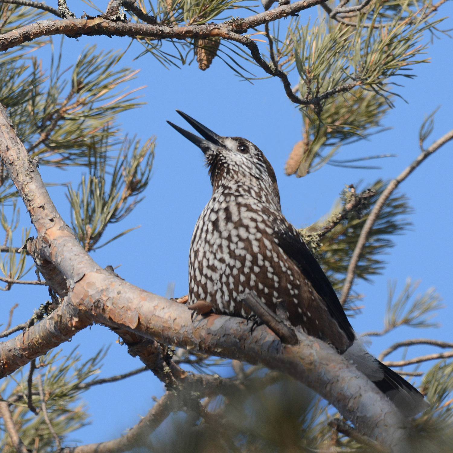 , Белоусов Михаил