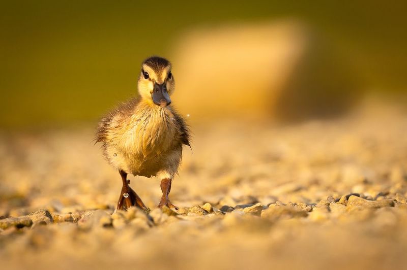Duckling фото превью