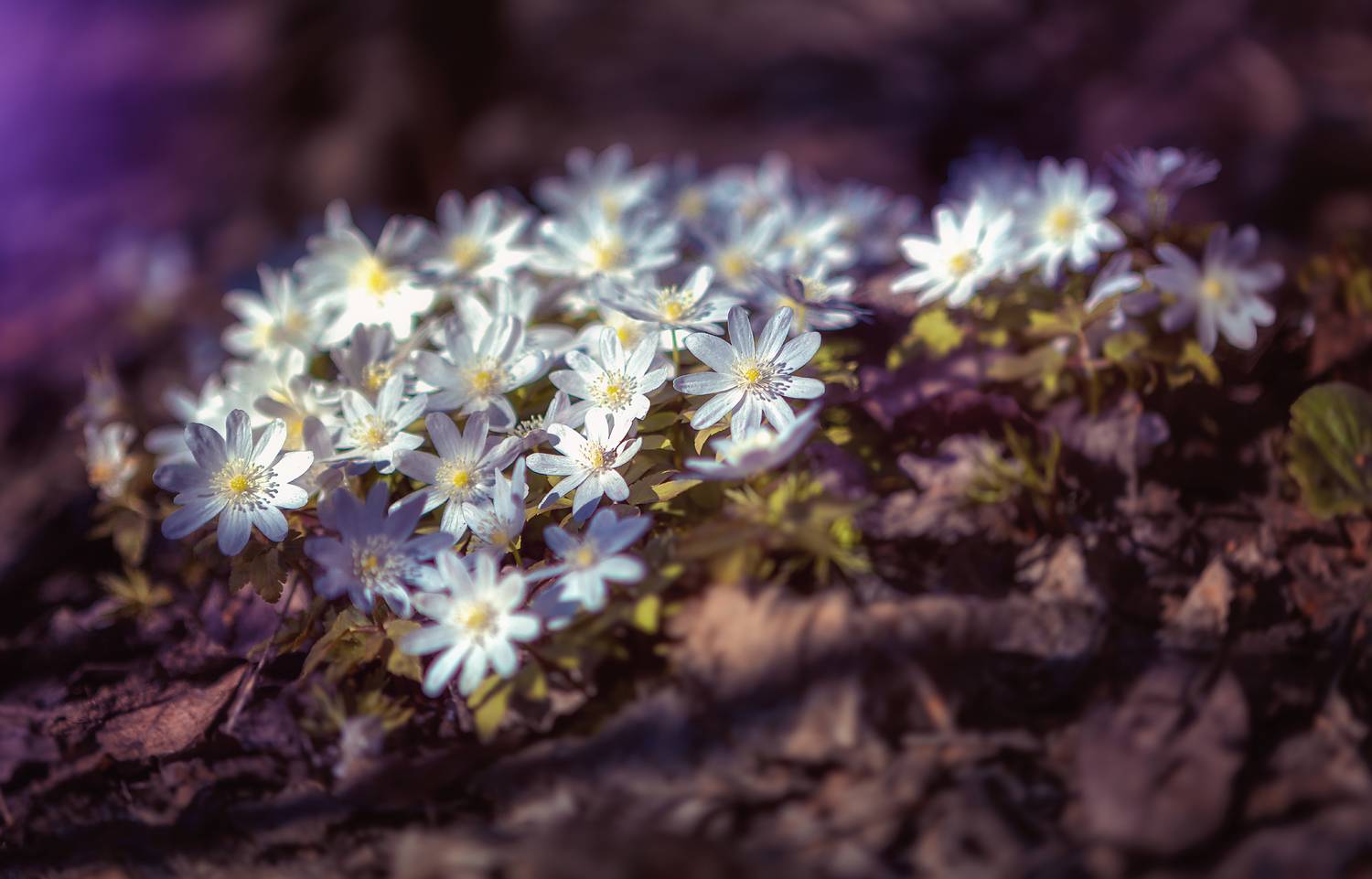 весна, цветы, природа, сибирь, Холудеев Виктор