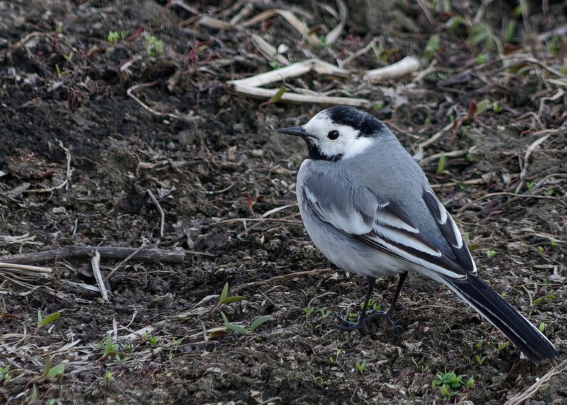 Белая трясогузка фото превью