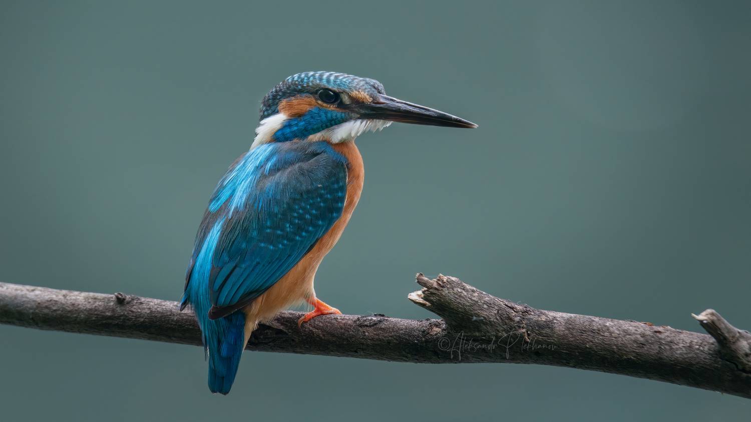 kingfisher, Плеханов Александр