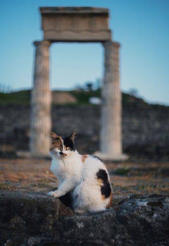 Боспорянка.