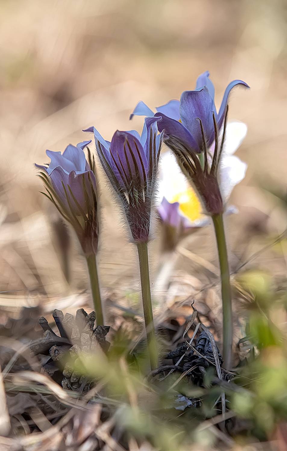 цветы, сон-трава, прострел, весна, макро, Широких Александр