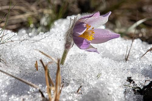 И снег не страшен