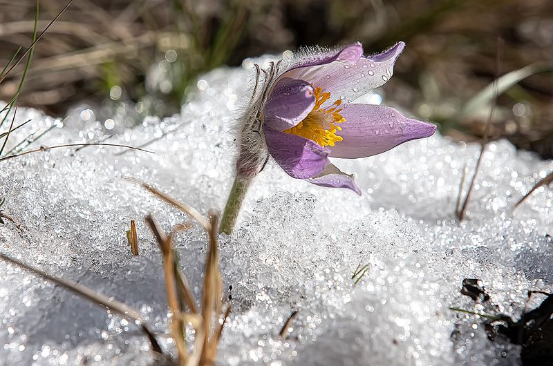 сон-трава, снег, макро, весна, лес И снег не страшен фото превью