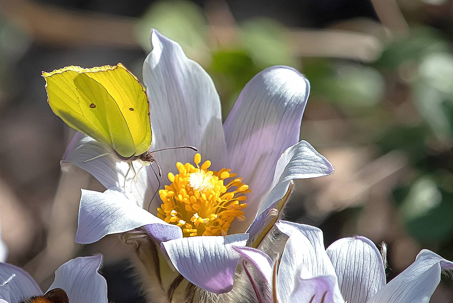 насекомые, бабочка, цветы, сон-трава, цветок, Широких Александр