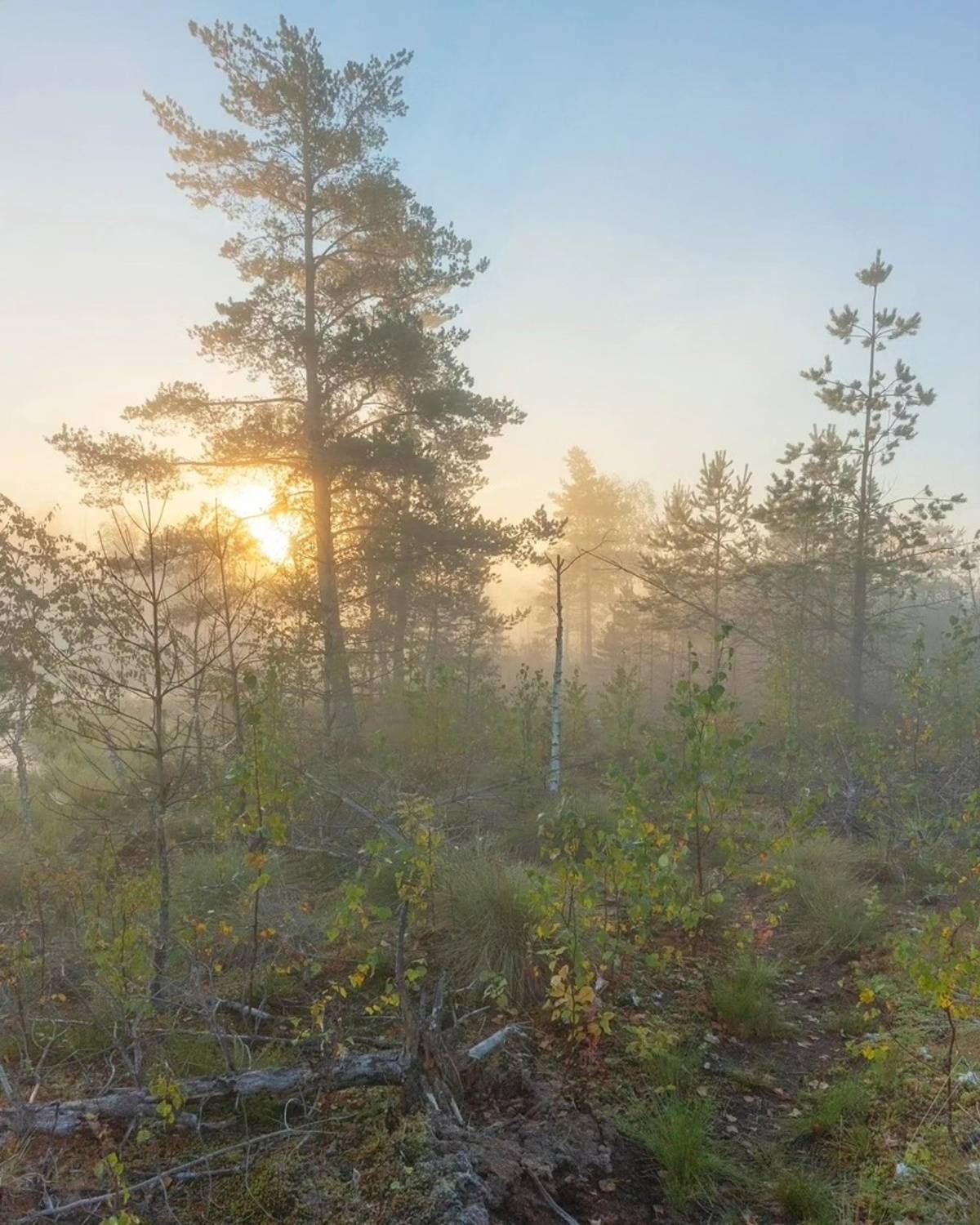 , Петр Косых