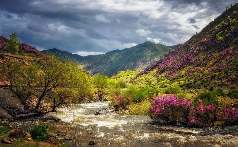 Весенний Алтай... фото превью