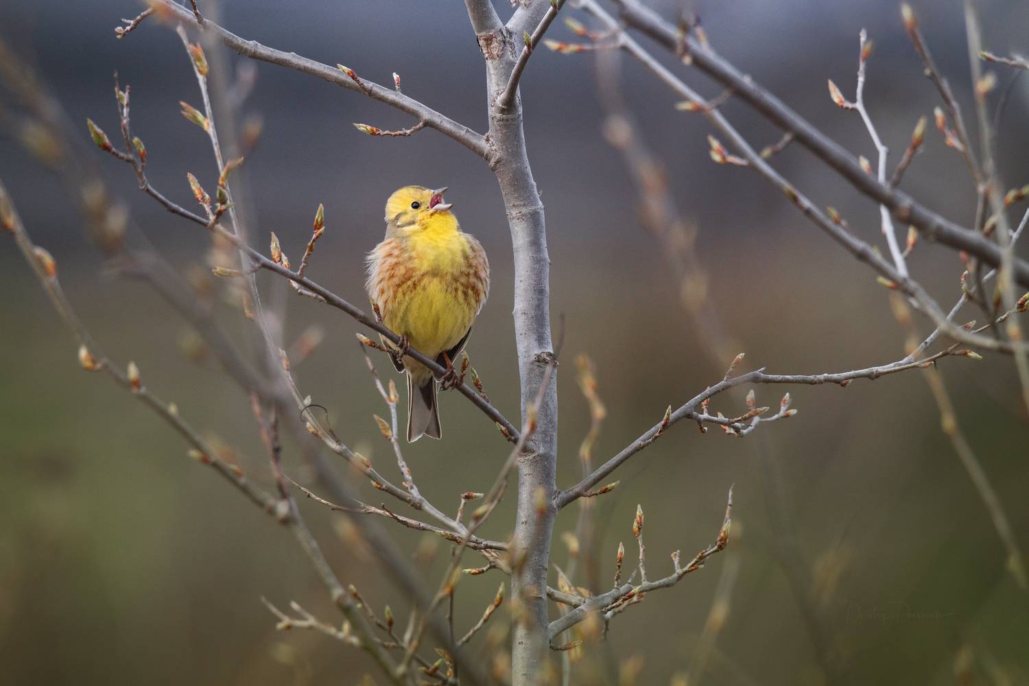 , Посевич Дмитрий