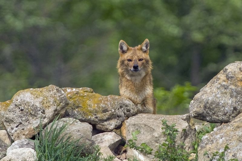 Джако фото превью