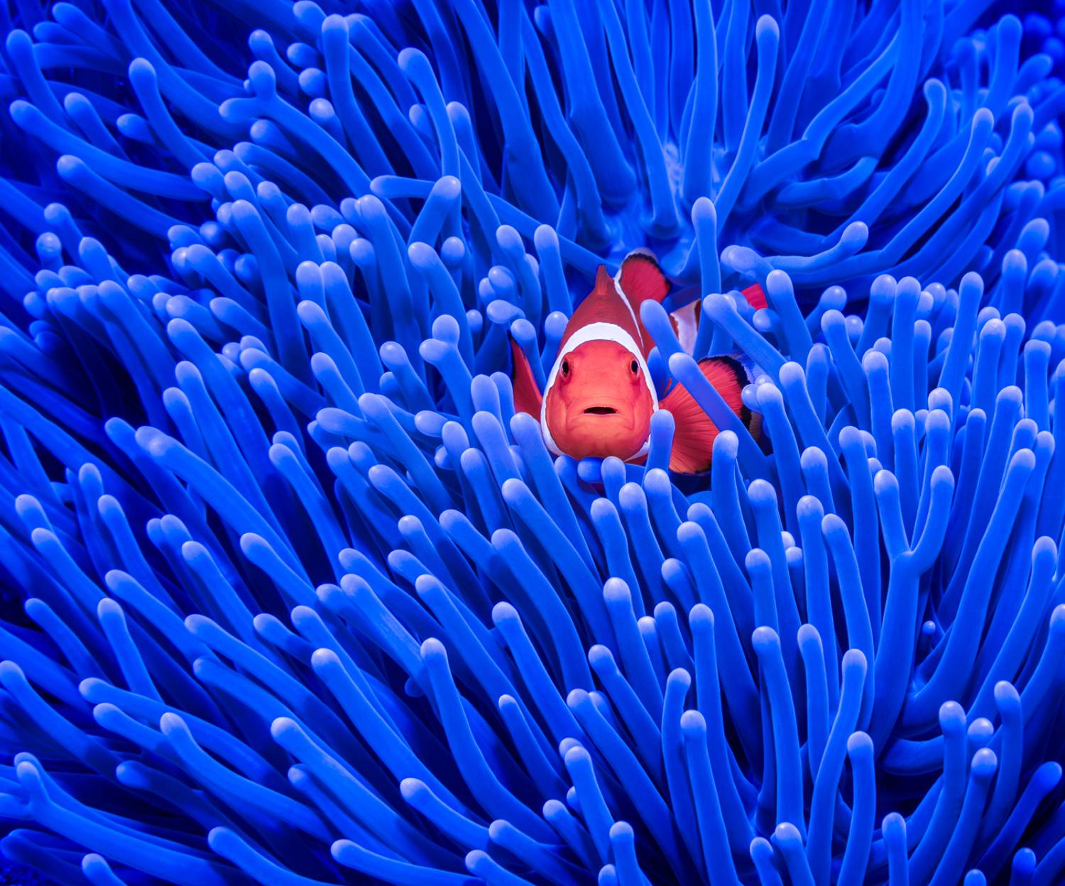 , Савин Андрей