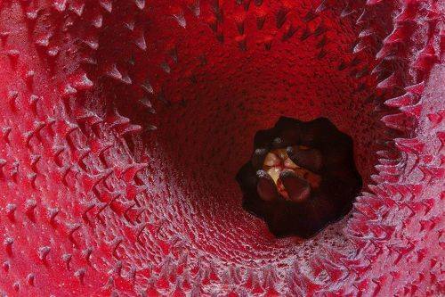 Huernia aspera