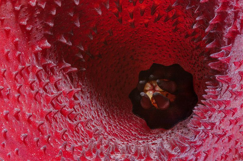цветы, макро, суккулент, красный, flowers, macro, succulent, red Huernia aspera фото превью