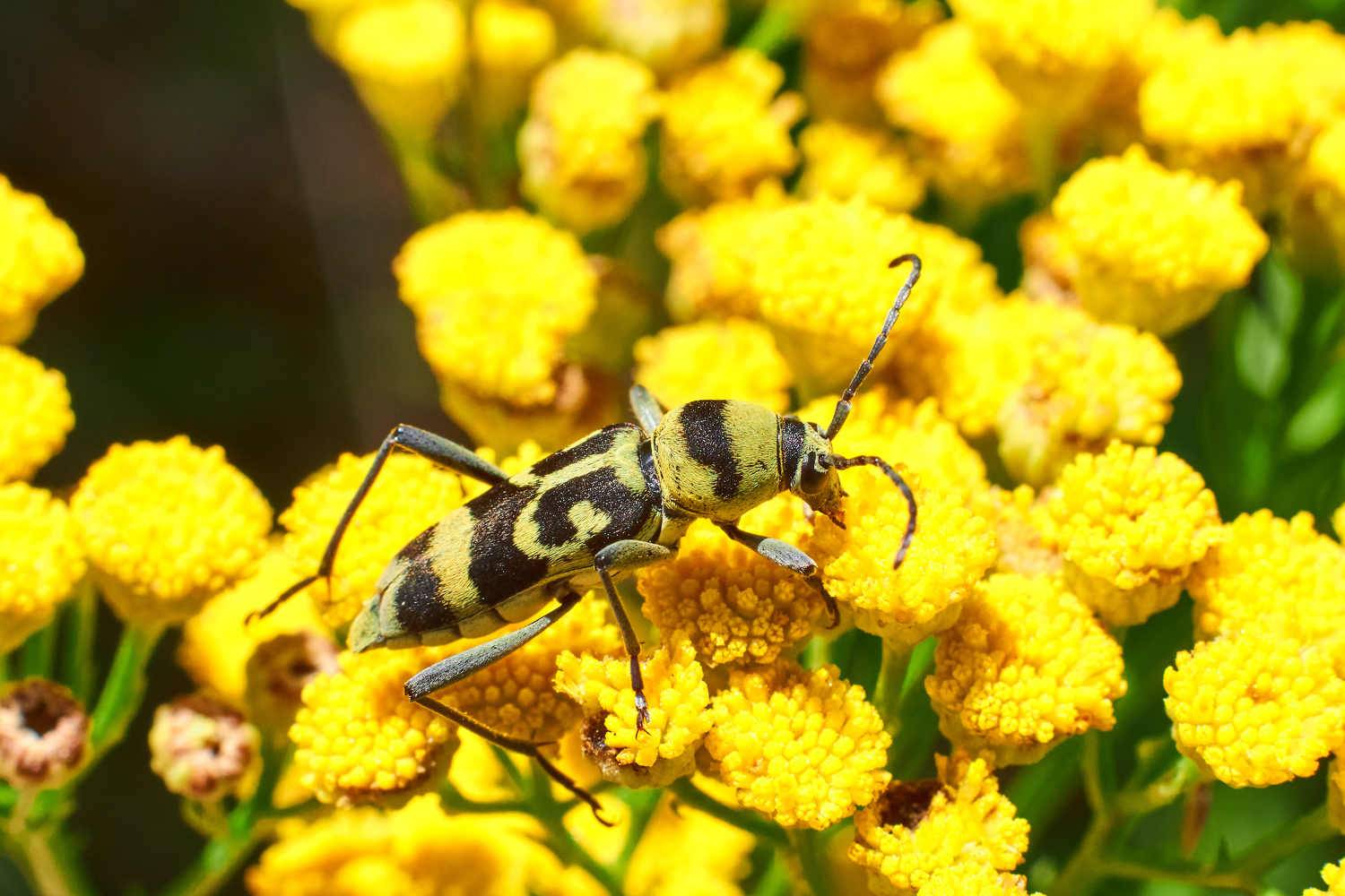 , Павел Сторчилов