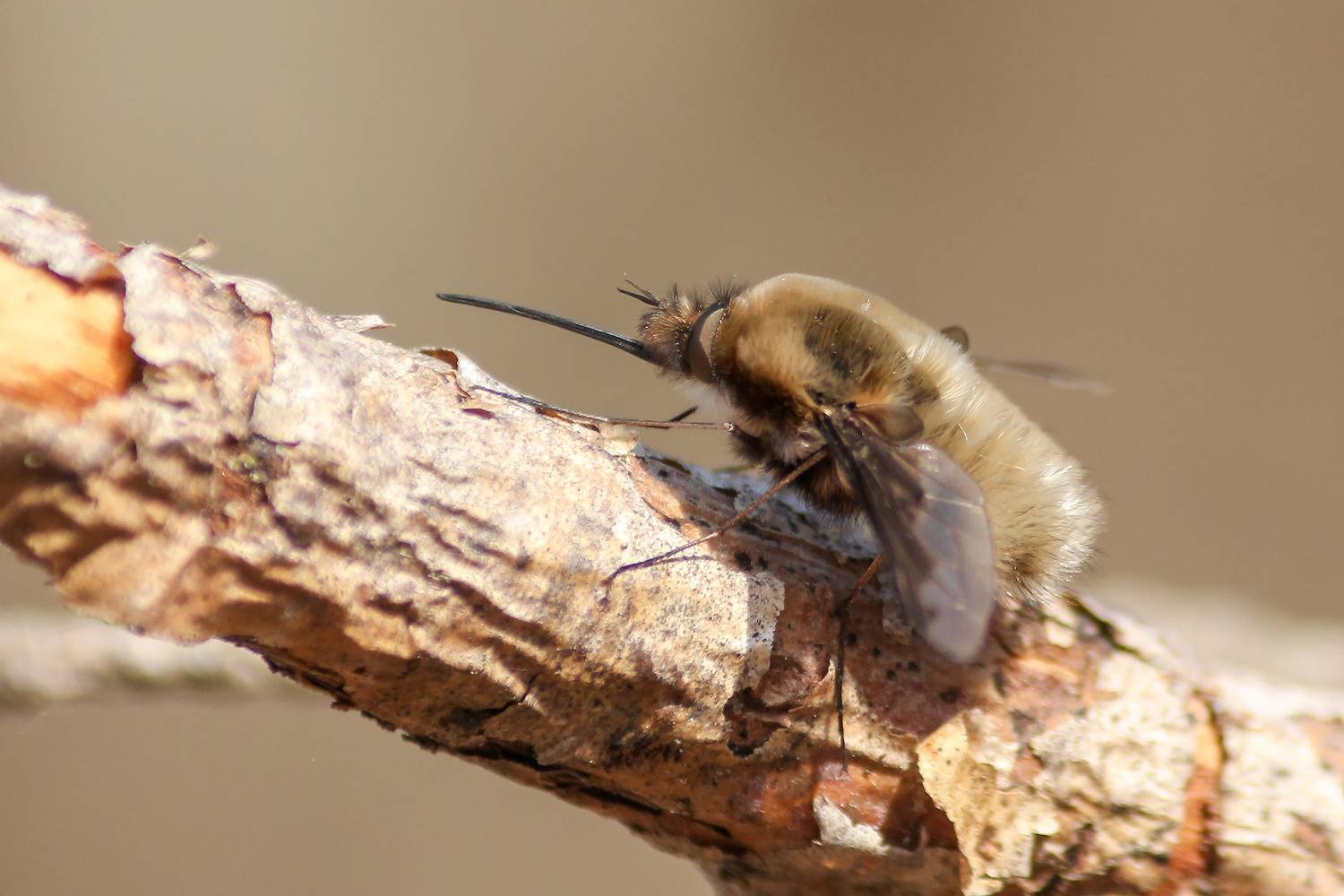 жужжало большой, bombylius major, КарОл