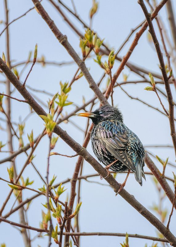 Скворец фото превью