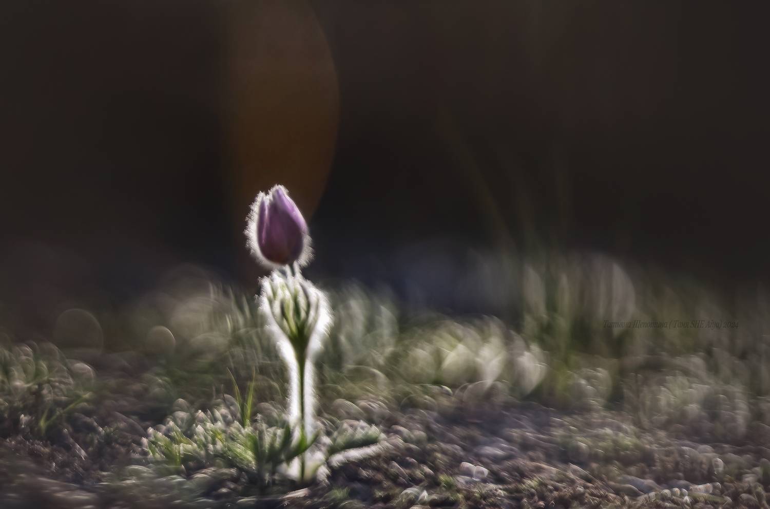 сонтрава, крым, макро, природа, crimea, nature, helios, гелиос, Щепотина Татьяна