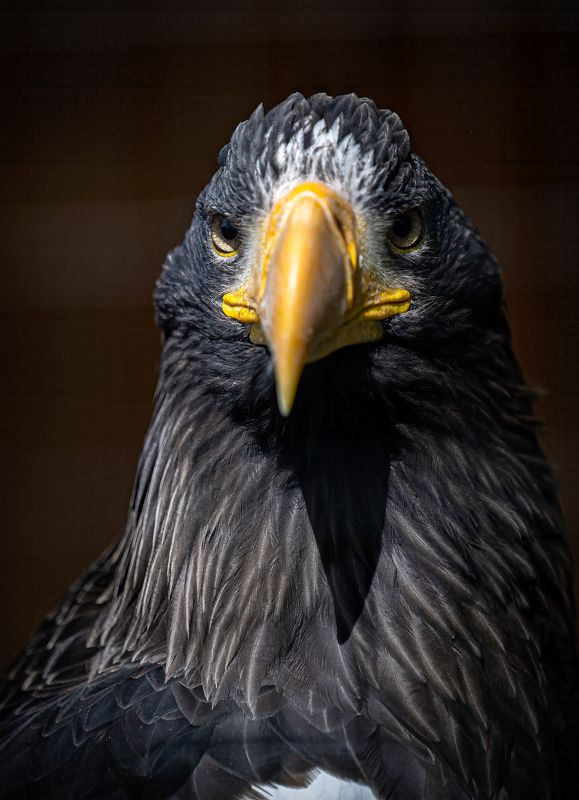 Seaeagle Nikon Wildlife  Морски орел  фото превью