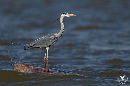 На подиуме.