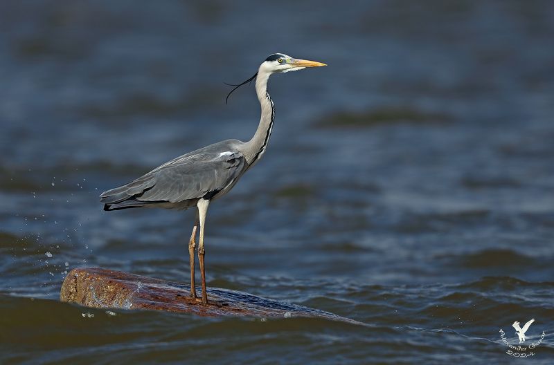 серая цапля. На подиуме. фото превью