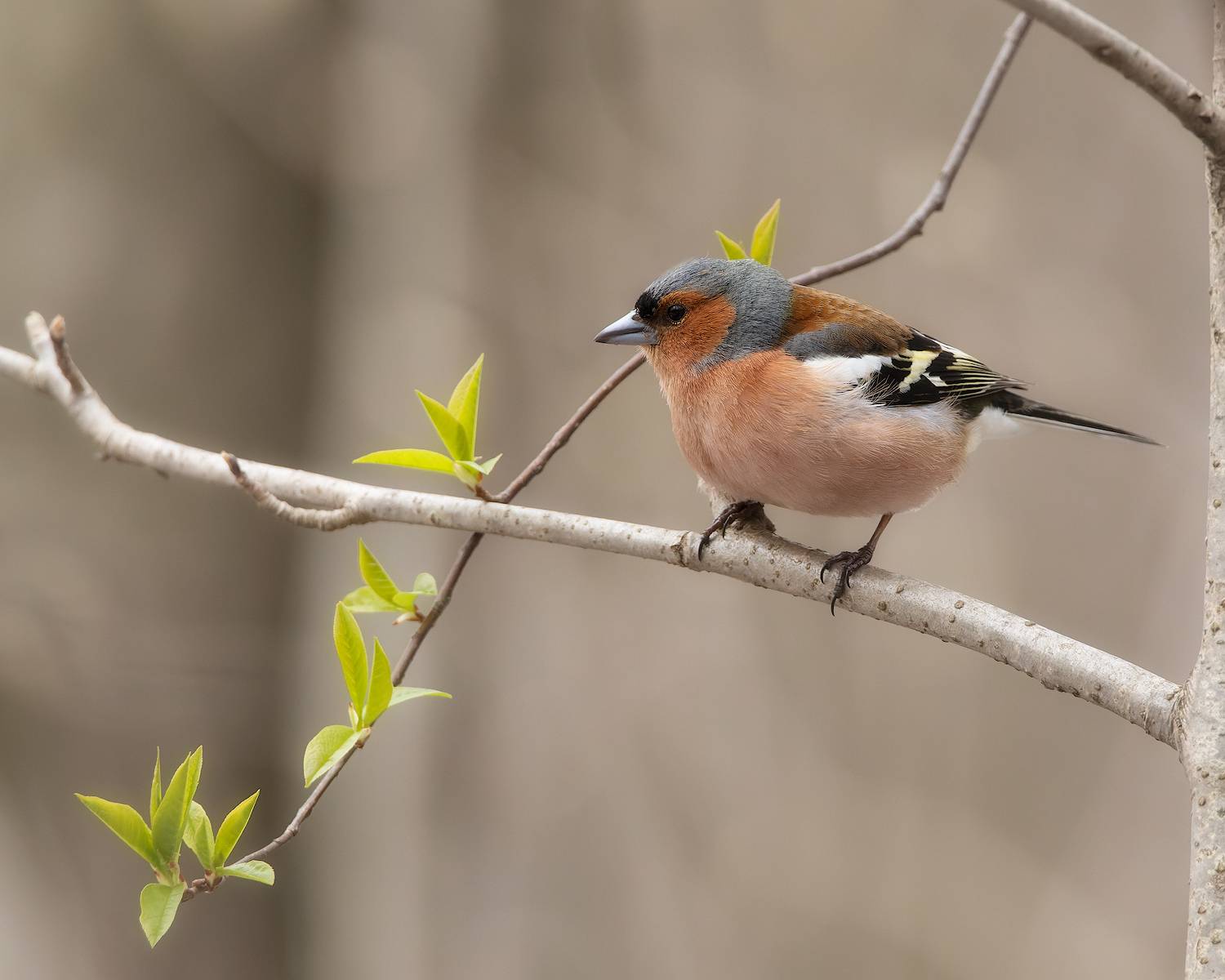 зяблик, птицы, фотоохота, Марголин Алексей