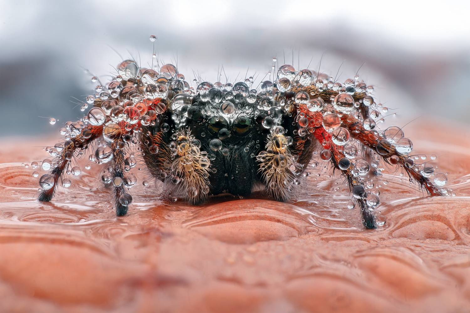 ceclii, macro, Цветан Ганев