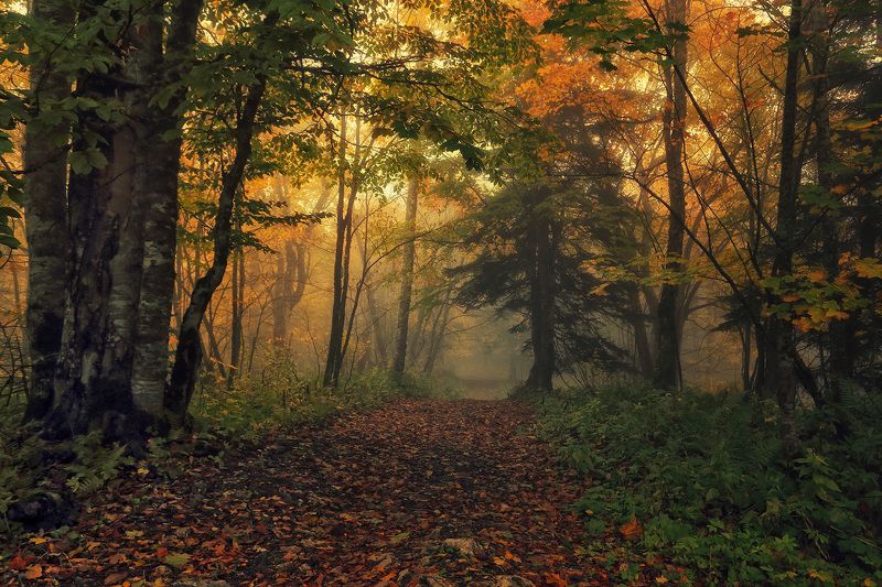 осень, пейзаж, Россия, путешествия Тропой осени фото превью