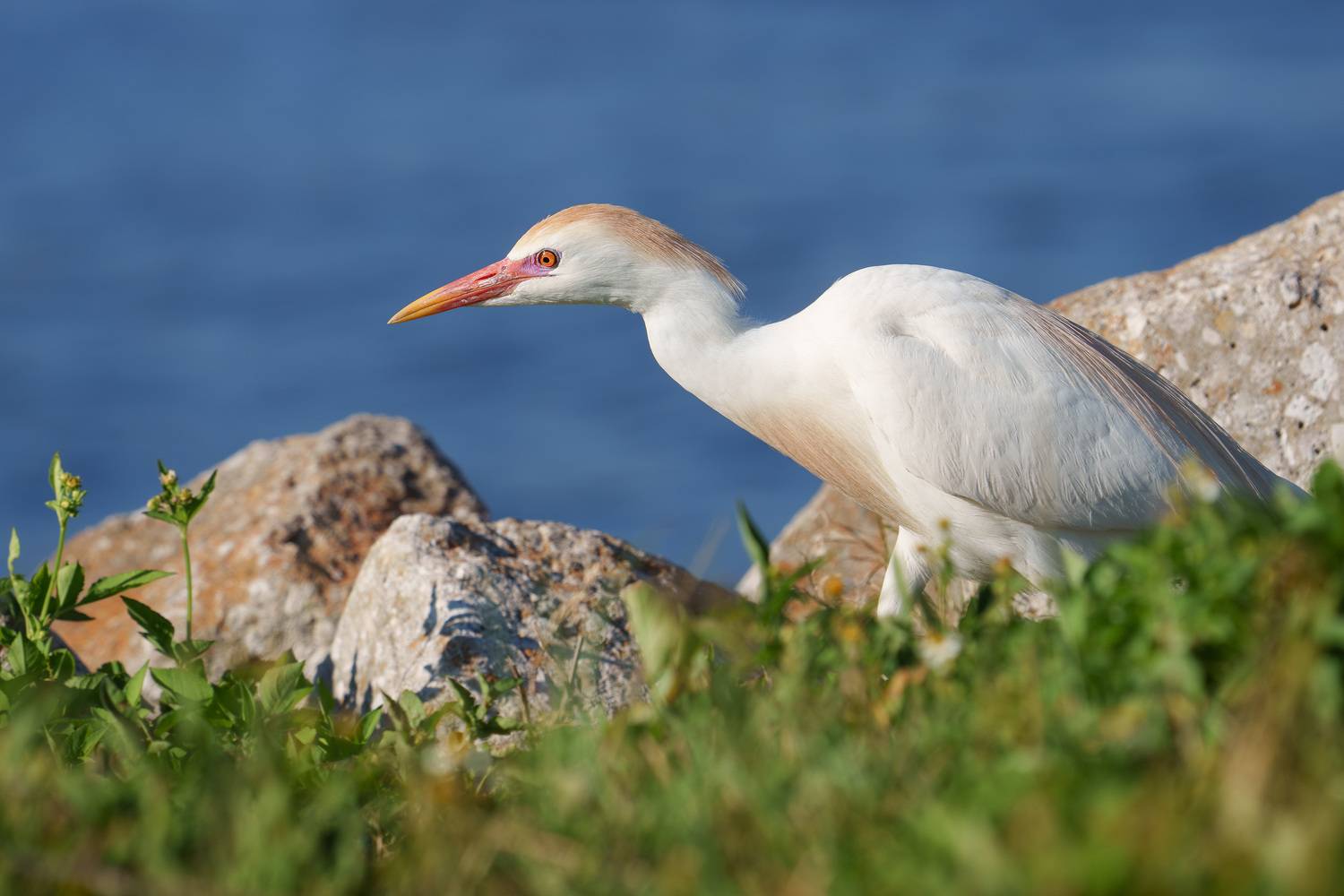 птица, фотоохота, цапля, природа, фауна, Kulikov Vladimir